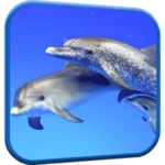 dolphins video live wallpaper android application logo